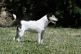 PARSON RUSSEL TERRIER 158